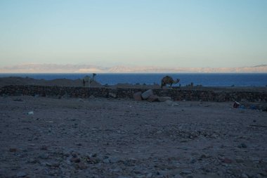 Arkasında Akabe Körfezi olan bir inşaat alanında develer. Dahab, Güney Sina Valiliği, Mısır 