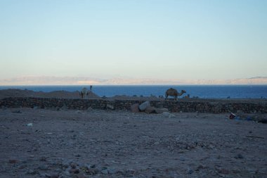 Arkasında Akabe Körfezi olan bir inşaat alanında develer. Dahab, Güney Sina Valiliği, Mısır 