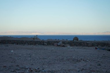Arkasında Akabe Körfezi olan bir inşaat alanında develer. Dahab, Güney Sina Valiliği, Mısır 