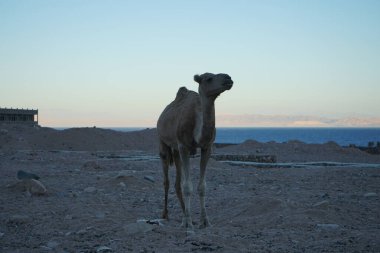 Arkasında Akabe Körfezi olan bir inşaat alanında deve. Dahab, Güney Sina Valiliği, Mısır 