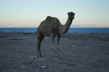 Arkasında Akabe Körfezi olan bir inşaat alanında deve. Dahab, Güney Sina Valiliği, Mısır 