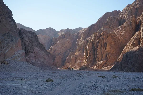 Cammelli Sullo Sfondo Delle Montagne Nei Pittoreschi Dintorni Dahab Governatorato — Foto Stock