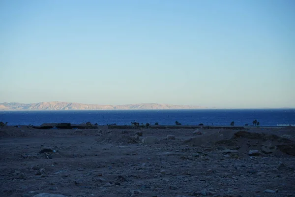 Camelos Canteiro Obras Com Golfo Aqaba Fundo Dahab Sul Sinai — Fotografia de Stock