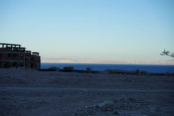 Kameler Byggarbetsplats Med Akababukten Bakgrunden Dahab Södra Sinai Governorate Egypten — Stockfoto