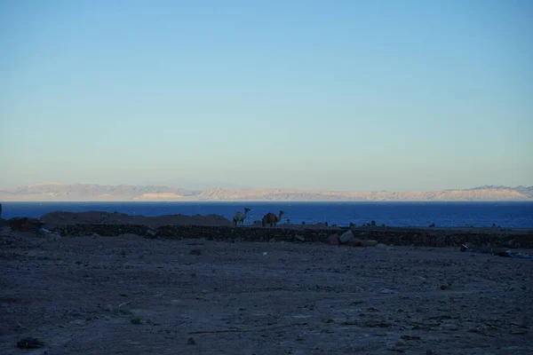 Camellos Sitio Construcción Con Golfo Aqaba Fondo Dahab Provincia Del — Foto de Stock