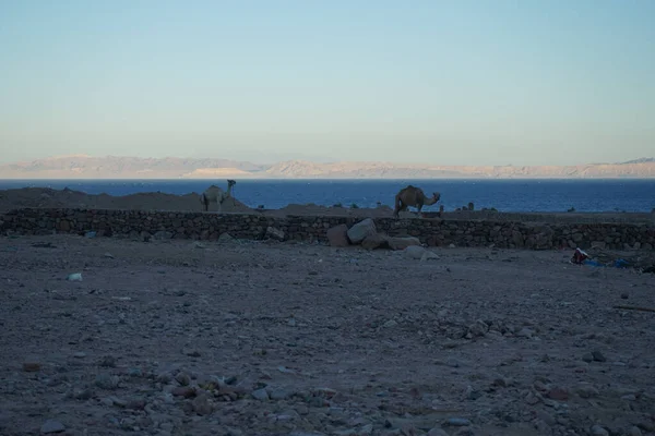 Camelos Canteiro Obras Com Golfo Aqaba Fundo Dahab Sul Sinai — Fotografia de Stock