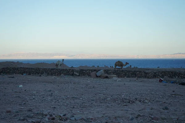 Arkasında Akabe Körfezi olan bir inşaat alanında develer. Dahab, Güney Sina Valiliği, Mısır 