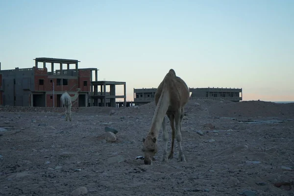 Kameler Vid Byggarbetsplatsen Mot Bakgrund Byggnader Uppförande Dahab Södra Sinai — Stockfoto