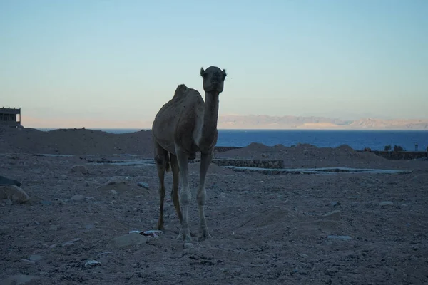 Kamel Vid Byggarbetsplats Med Akababukten Bakgrunden Dahab Södra Sinai Governorate — Stockfoto