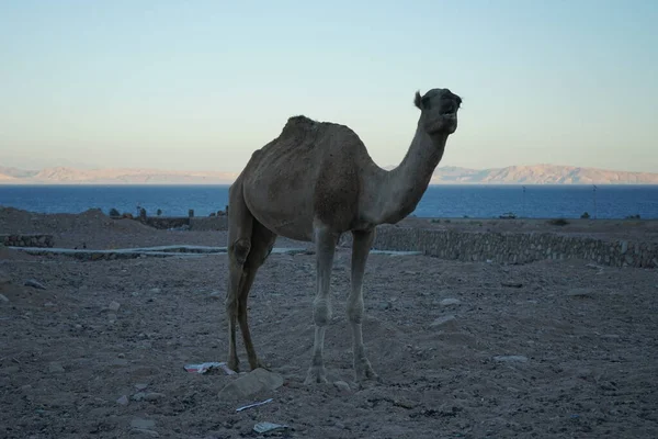 Camelo Canteiro Obras Com Golfo Aqaba Fundo Dahab Sul Sinai — Fotografia de Stock