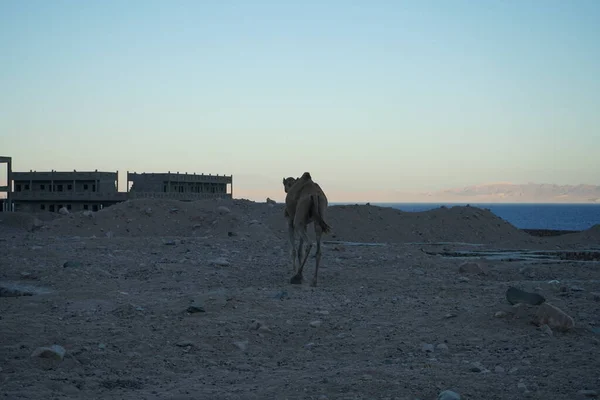 Kamel Vid Byggarbetsplats Med Akababukten Bakgrunden Dahab Södra Sinai Governorate — Stockfoto