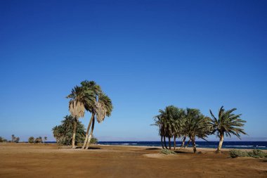 Akabe Körfezi 'nin Kızıldeniz kıyısında hurma ağaçları... Phoenix Dactylifera, Arecaceae familyasından bir bitki türü. Dahab, Güney Sina Valiliği, Mısır 