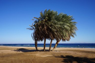 Akabe Körfezi 'nin Kızıldeniz kıyısında hurma ağaçları... Phoenix Dactylifera, Arecaceae familyasından bir bitki türü. Dahab, Güney Sina Valiliği, Mısır 
