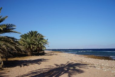 Akabe Körfezi 'nin Kızıldeniz kıyısında hurma ağaçları... Phoenix Dactylifera, Arecaceae familyasından bir bitki türü. Dahab, Güney Sina Valiliği, Mısır 