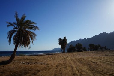 Akabe Körfezi 'nin Kızıldeniz kıyısında hurma ağaçları... Phoenix Dactylifera, Arecaceae familyasından bir bitki türü. Dahab, Güney Sina Valiliği, Mısır 