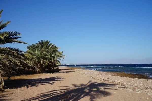 Palme Dattero Sulle Rive Del Mar Rosso Nel Golfo Aqaba — Foto Stock