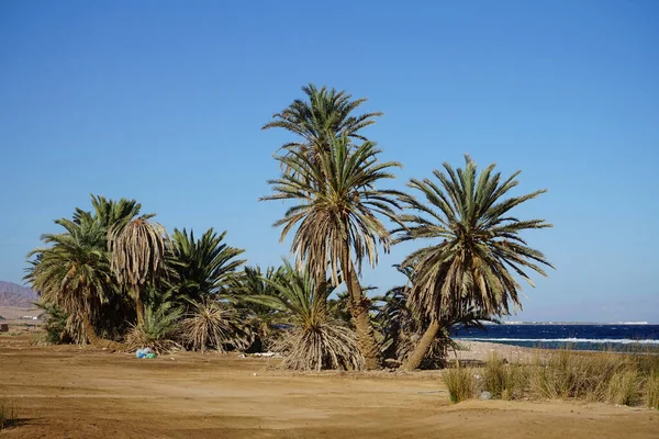 Akabe Körfezi Nin Kızıldeniz Kıyısında Hurma Ağaçları Phoenix Dactylifera Arecaceae — Stok fotoğraf