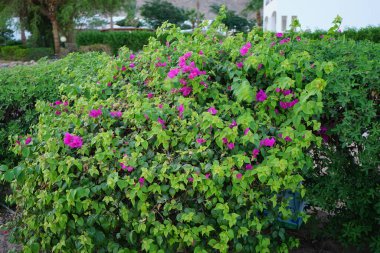 Bougainvillea spectabilis, çiçekli bir bitki türüdür. Dahab, Güney Sina Valiliği, Mısır 