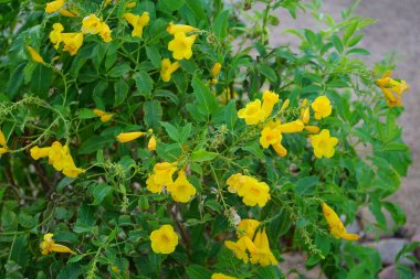 Tecoma stans, Bignoniaceae familyasından bir çalı türü. Dahab, Güney Sina Valiliği, Mısır