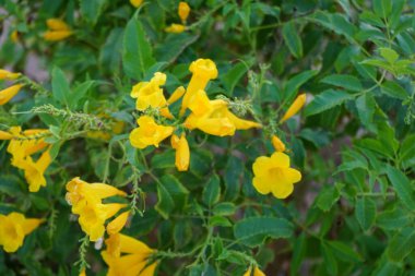 Tecoma stans, Bignoniaceae familyasından bir çalı türü. Dahab, Güney Sina Valiliği, Mısır