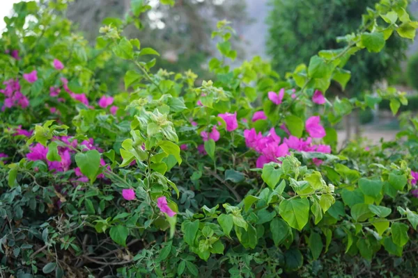 Bougainvillea Spectabilis Également Connu Sous Nom Grand Bougainvillea Est Une — Photo