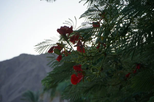 豆科植物 Caesalpinia Pulcherrima 是豆科的一种开花植物 Dahab South Sinai Province Egypt — 图库照片