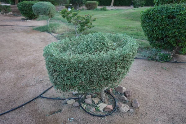 Topiary Arbusto Bellamente Recortado Zona Del Complejo Dahab Provincia Del — Foto de Stock