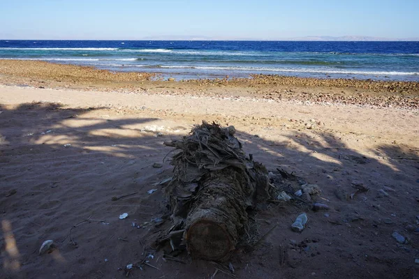 Poubelles Près Tronc Palmier Dans Lieu Repos Sur Côte Mer — Photo