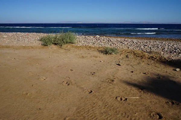 Impronte Cammello Sulla Sabbia Dahab Governatorato Del Sinai Meridionale Egitto — Foto Stock
