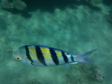 Su altı fotoğrafçılığı. Kızıl Deniz 'de balıklı mercan kayalıkları. Resif, canlı organizmalar tarafından oluşturulan biyojeolojik bir yapıdır. Dahab, Güney Sina Valiliği, Mısır 