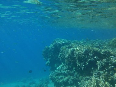 Su altı fotoğrafçılığı. Kızıl Deniz 'de balıklı mercan kayalıkları. Resif, canlı organizmalar tarafından oluşturulan biyojeolojik bir yapıdır. Dahab, Güney Sina Valiliği, Mısır 