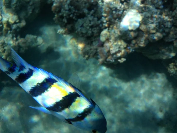 水中写真 紅海の魚とサンゴのサンゴ礁 サンゴ礁は生物によって形成される生物学的構造である エジプト南シナイ県ダハブ — ストック写真