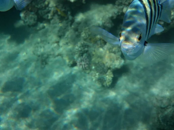 水中写真 紅海の魚とサンゴのサンゴ礁 サンゴ礁は生物によって形成される生物学的構造である エジプト南シナイ県ダハブ — ストック写真