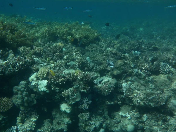 Unterwasserfotografie Korallenriff Mit Fischen Roten Meer Ein Riff Ist Eine — Stockfoto