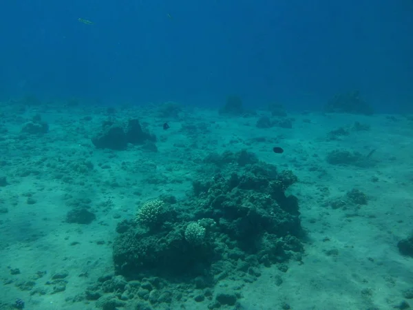 Fotografia Subaquática Recife Coral Com Peixes Mar Vermelho Recife Uma — Fotografia de Stock