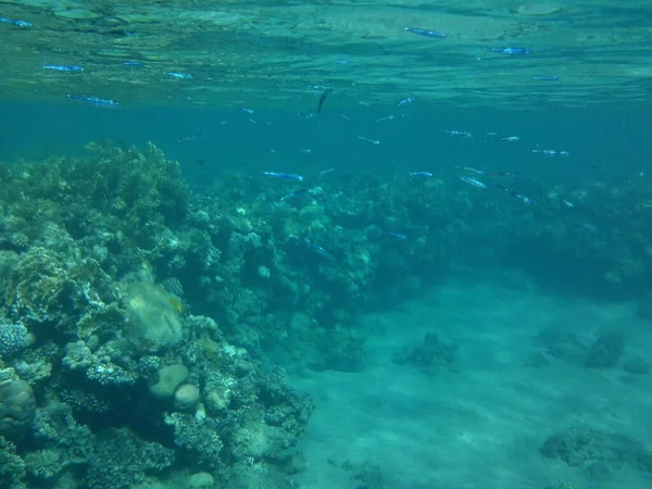 Fotografia Subaquática Recife Coral Com Peixes Mar Vermelho Recife Uma — Fotografia de Stock