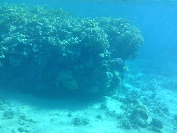 홍해에 물고기가 산호초 산호초는 유기체에 구조이다 이집트의 시나이 — 스톡 사진