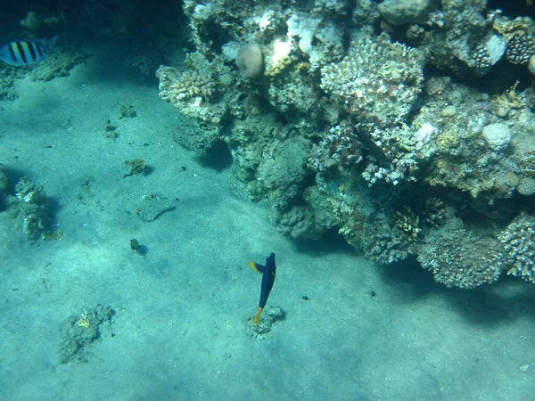 Fotografía Submarina Arrecife Coral Con Peces Mar Rojo Arrecife Una —  Fotos de Stock