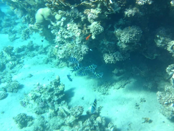 Photographie Sous Marine Récif Corallien Avec Des Poissons Dans Mer — Photo