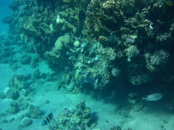 Fotografía Submarina Arrecife Coral Con Peces Mar Rojo Arrecife Una —  Fotos de Stock