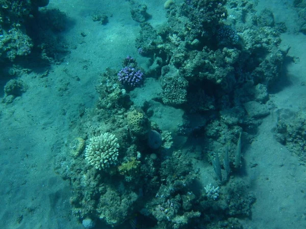 Fotografia Subaquática Recife Coral Com Peixes Mar Vermelho Recife Uma — Fotografia de Stock