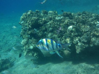Su altı fotoğrafçılığı. Kızıl Deniz 'de balıklı mercan kayalıkları. Resif, canlı organizmalar tarafından oluşturulan biyojeolojik bir yapıdır. Dahab, Güney Sina Valiliği, Mısır 