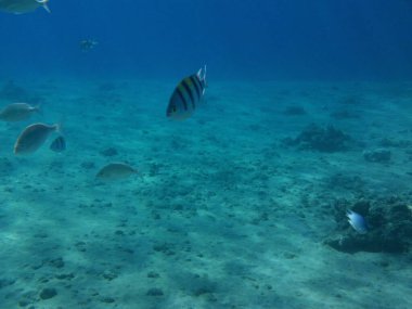 Su altı fotoğrafçılığı. Kızıl Deniz 'de balıklı mercan kayalıkları. Resif, canlı organizmalar tarafından oluşturulan biyojeolojik bir yapıdır. Dahab, Güney Sina Valiliği, Mısır 