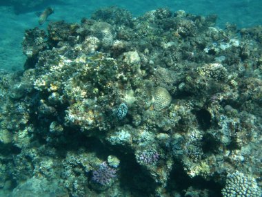 Su altı fotoğrafçılığı. Kızıl Deniz 'de balıklı mercan kayalıkları. Resif, canlı organizmalar tarafından oluşturulan biyojeolojik bir yapıdır. Dahab, Güney Sina Valiliği, Mısır 