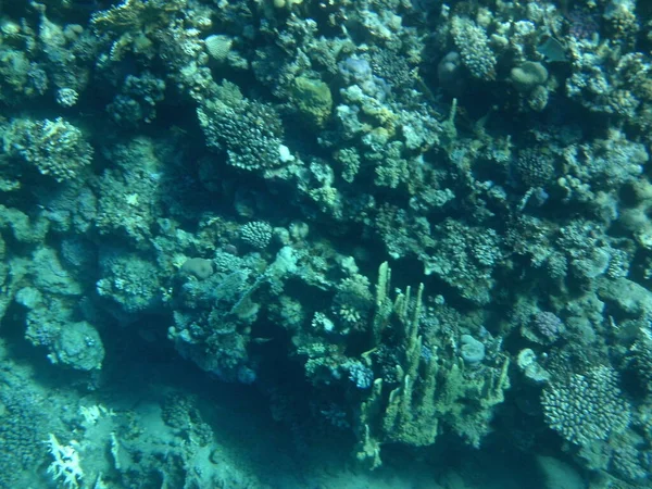 Víz Alatti Fotózás Korallzátony Halakkal Vörös Tengeren Zátony Élő Szervezetek — Stock Fotó