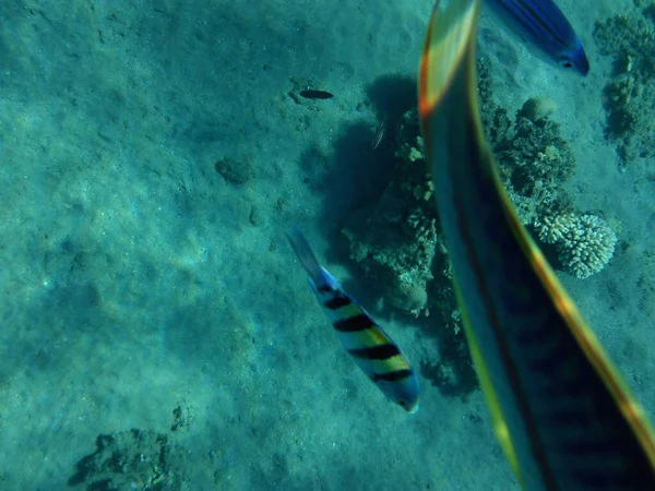 Photographie Sous Marine Récif Corallien Avec Des Poissons Dans Mer — Photo