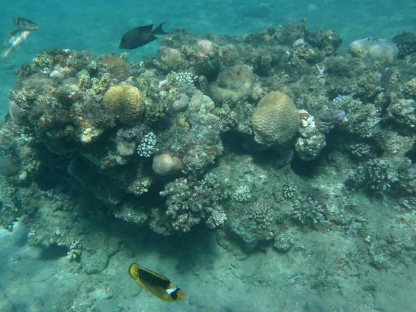 Fotografía Submarina Arrecife Coral Con Peces Mar Rojo Arrecife Una — Foto de Stock