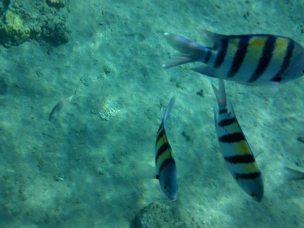 Fotografía Submarina Arrecife Coral Con Peces Mar Rojo Arrecife Una — Foto de Stock