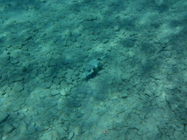 水下摄影 红海里有鱼的珊瑚礁 珊瑚礁是由生物形成的生物地质结构 Dahab South Sinai Province Egypt — 图库照片