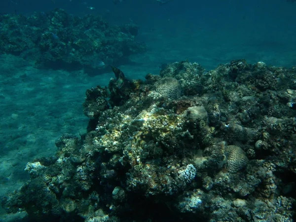 水下摄影 红海里有鱼的珊瑚礁 珊瑚礁是由生物形成的生物地质结构 Dahab South Sinai Province Egypt — 图库照片